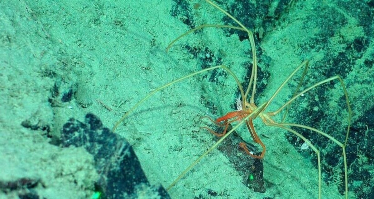 У берегов Чили бокоплавов заметили верхом на морских пауках